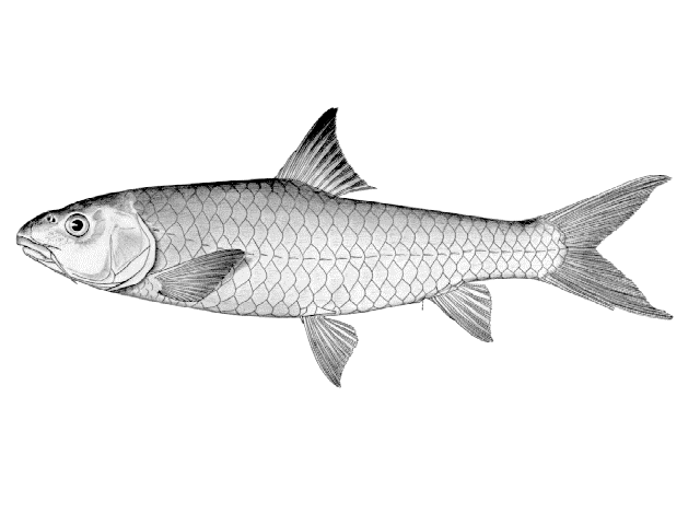 (Labeobarbus) Род ЛАБЕОБАРБУСЫ 43 вида